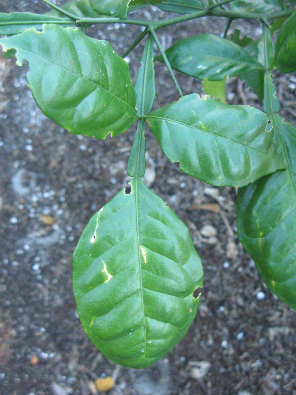              Compound leaf (Winter Haven, FL)       